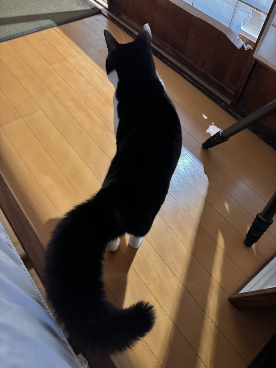 ふと横見たら蕗

この家では常に何かが起こっている