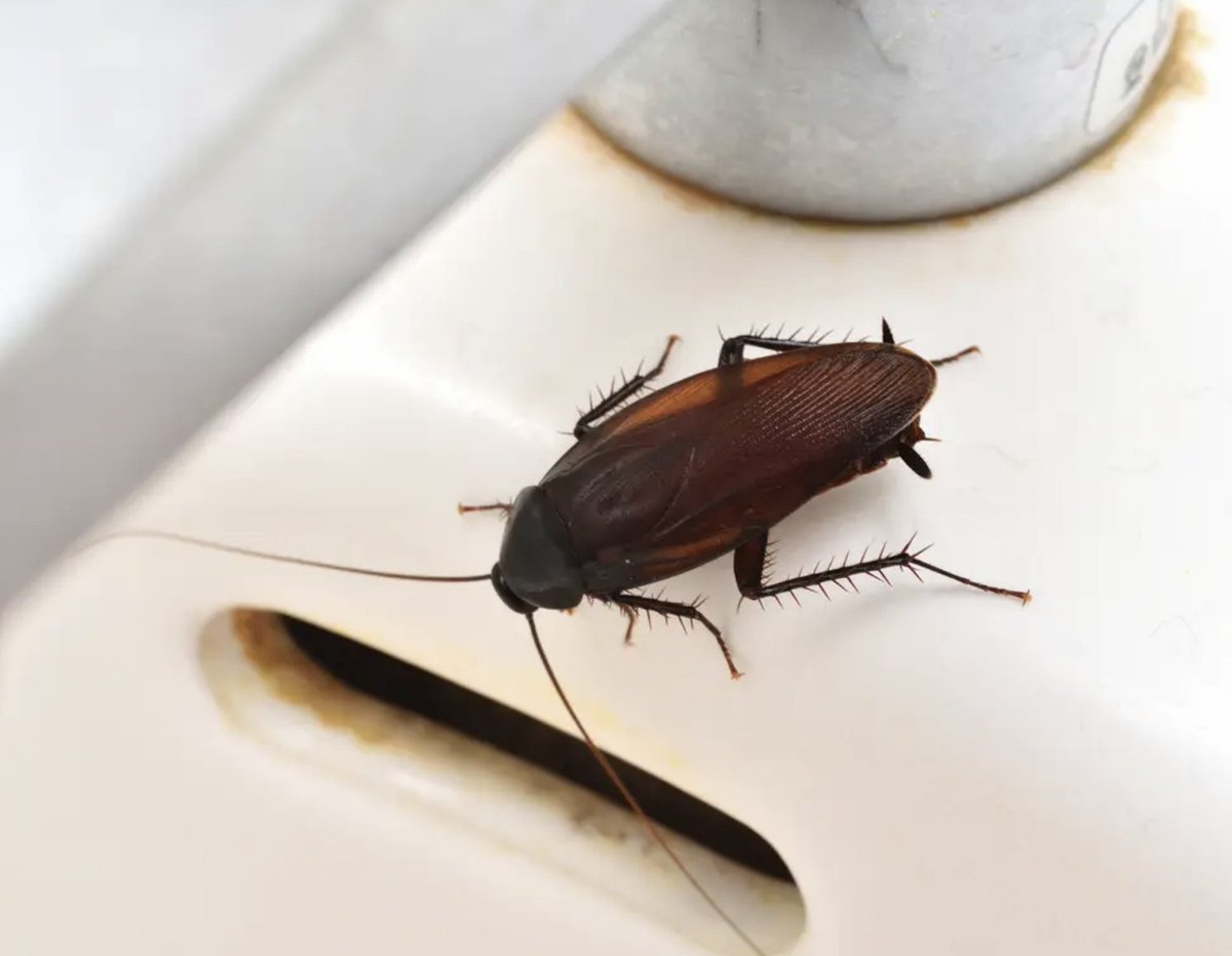 IpestM's tweet image. They’ve survived for millions of years — but not against professional cockroach control. 💥🪳

Find out how Singapore’s pest control experts win the war against roaches 👇

 👉 ipest.sg/professional-c…

#iPestSG #CockroachControl #PestControlSingapore #ByeByeRoaches #CleanLiving