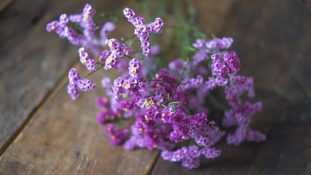 おはようございます。 今日の誕生花は「スターチス」、花言葉は