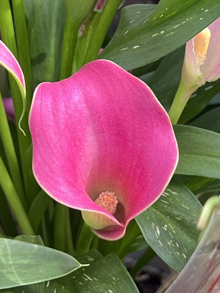 Post by 小夜子 on X: 仕事でーす👋