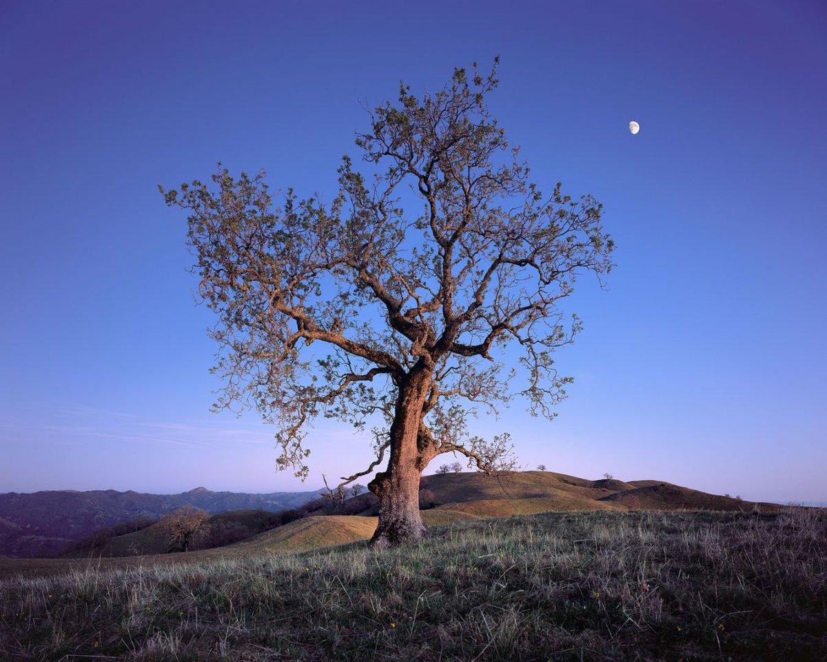 twistopherrobin's tweet image. #Photography #Color #LargeFormat #Landscape #AlexBurke