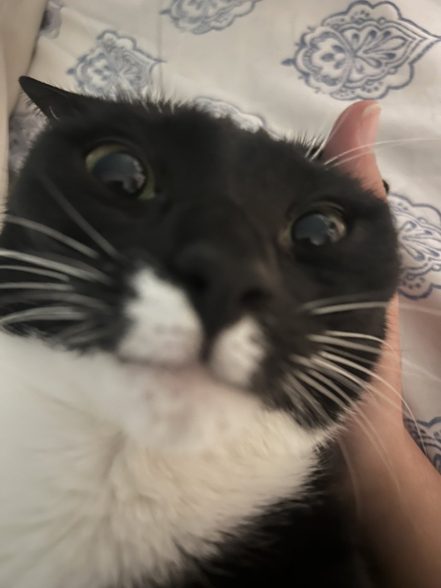 puppymlvr's tweet photo. these are my three evil cats that i have to support and can’t on $100 biweekly ☹️ https://t.co/pi9sHiqEyl