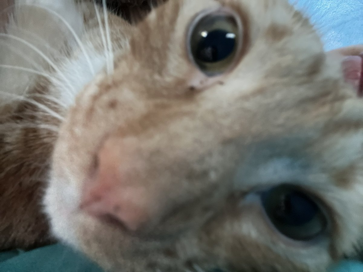 puppymlvr's tweet photo. these are my three evil cats that i have to support and can’t on $100 biweekly ☹️ https://t.co/pi9sHiqEyl