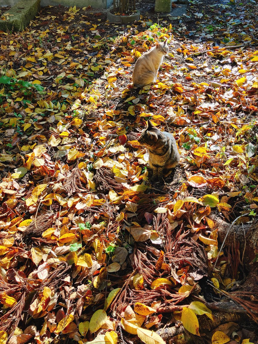 秋
#猫 #猫のいる暮らし