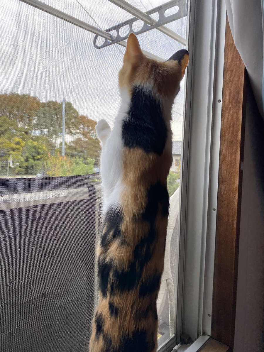 NO.2917✤失われた野生ねこ ジルコニア チャーム NO.2917✤失われた