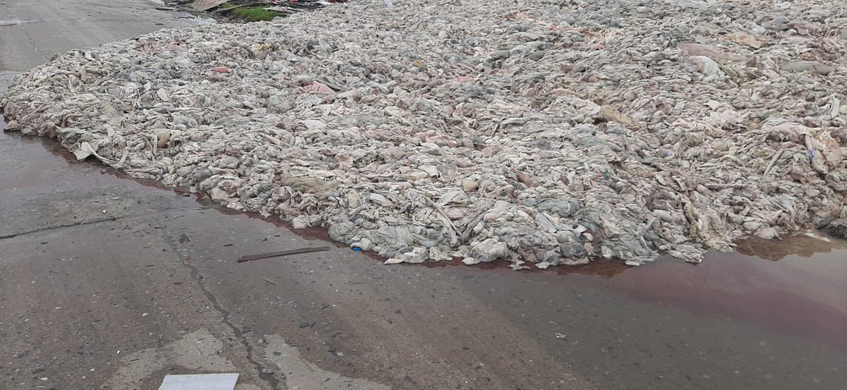 No es una decoración de Halloween!Son tripas vacunas tiradas en plena calle. Villa Celina, La Matanza, sobre la Av. Aquino. Así viven los vecinos: a la buena de Dios, mientras cada uno hace lo que quiere porque nadie controla nada.
Descargan vísceras en el medio de la avenida,