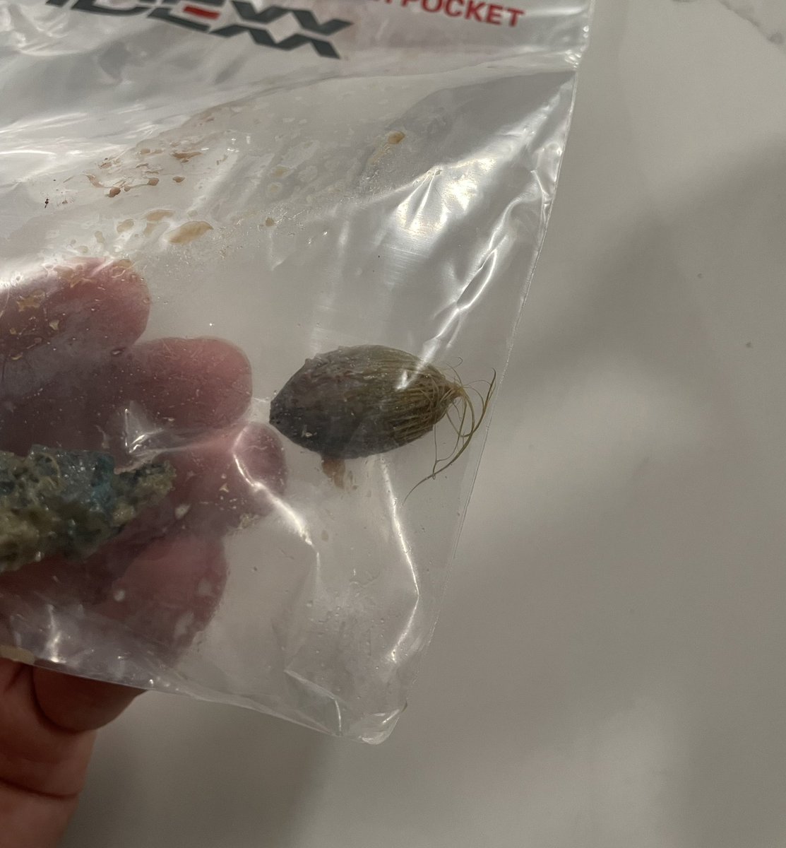 FRT Grifs tweet media