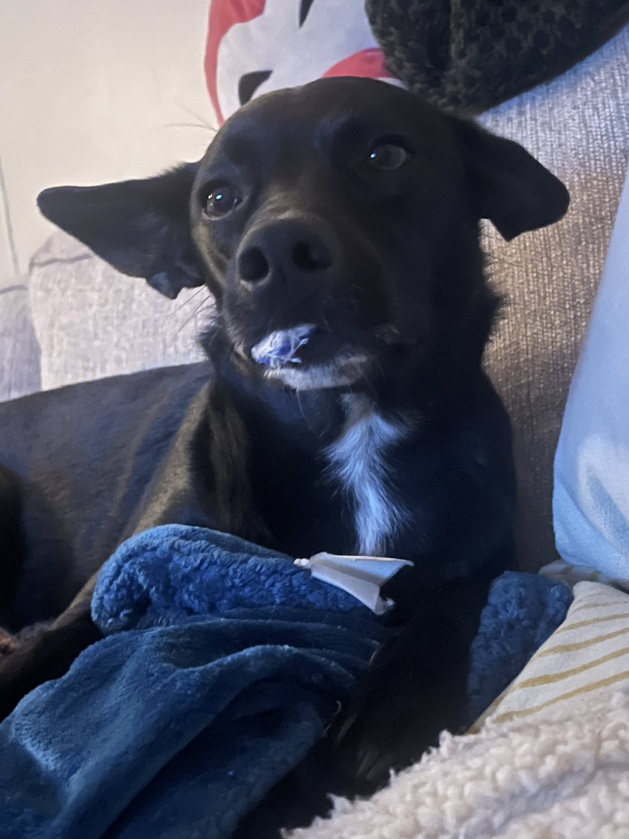 My dog is so cute I’m going to cryyyyy