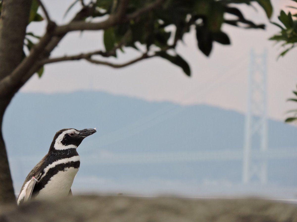 ペンギン タミヤ ミニ四駆特別企画 ミニ四駆ペンギン | タミヤ