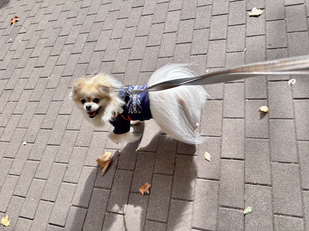 くるみ (@pkpm_kurumi) / Posts / X