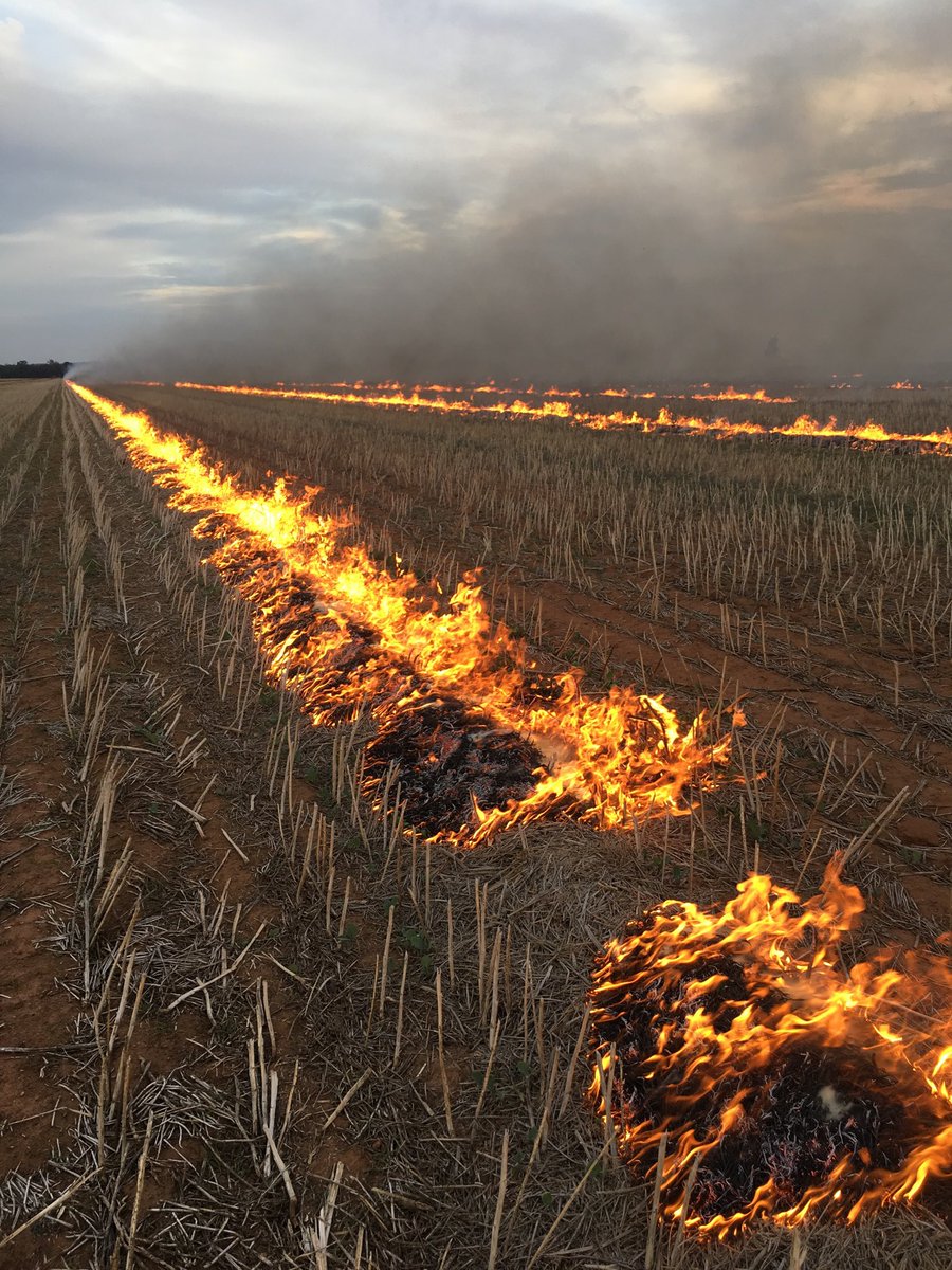 grassrootsag's tweet image. Challenging year for ryegrass across NSW &amp;amp; Victoria especially in canola. HWSC with narrow windrow burning (NWB) is an effective circuit breaker for ⬇️ seedset. Check out the links for ideas on setup. @WeedSmartAU 

grassrootsag.com.au/_files/ugd/68d…

youtu.be/XoJDqBC9_bo?si…