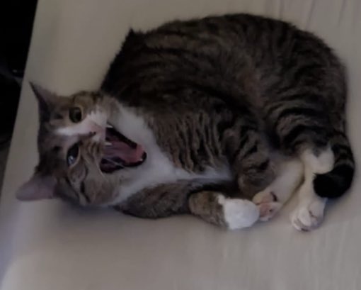 vi (@viesuess) on Twitter photo 