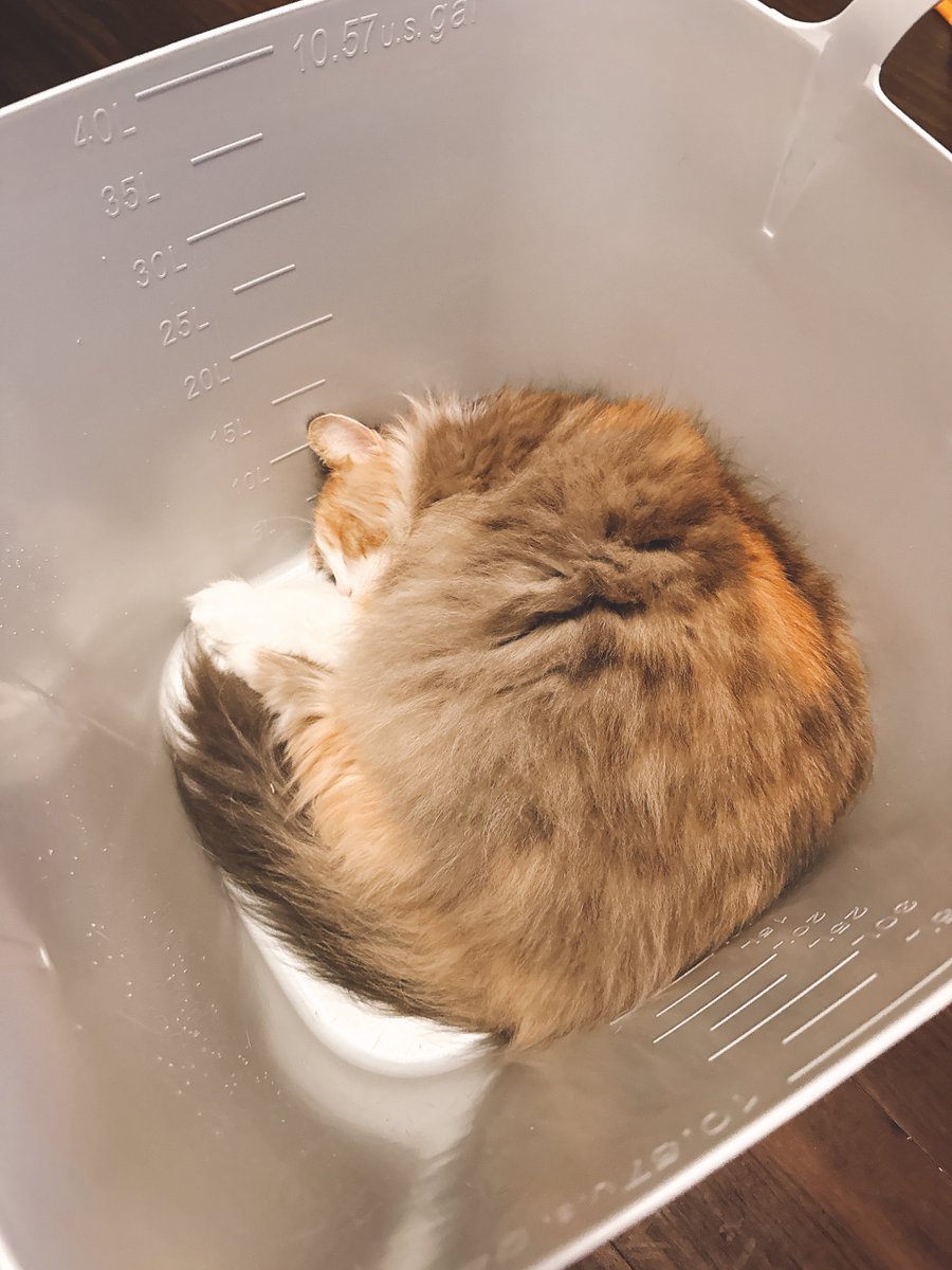 洗濯カゴ好きすぎwwww