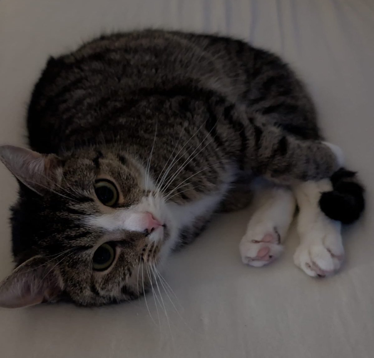 vi (@viesuess) on Twitter photo 