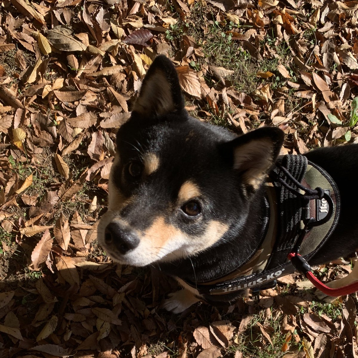 黒豆柴のサスケ (@kuromamesasuke) / Posts / X