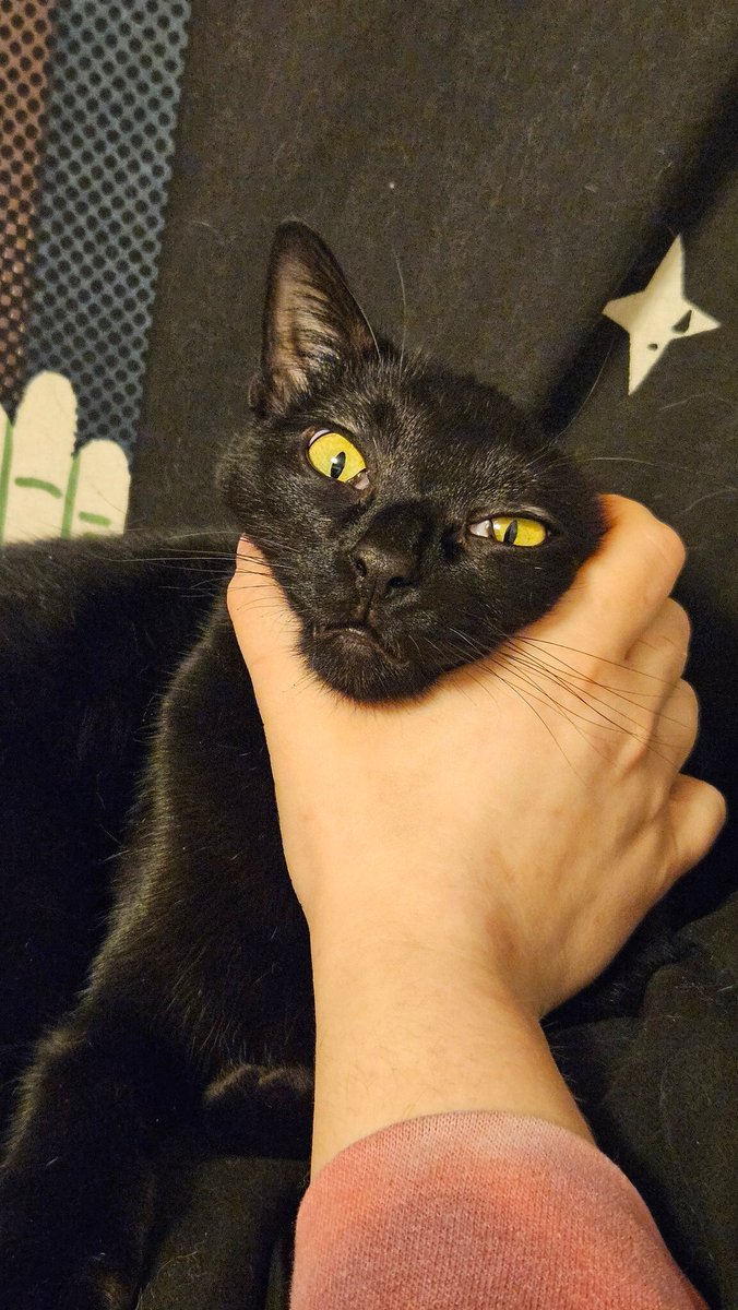 Khajiit Supports Palestinian Liberation tweet media