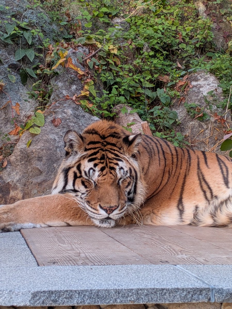 suzakazoo's tweet image. #須坂市動物園飼育員によるフォトコンテスト
「小春日和の臥桜」

＃トラ
＃須坂市動物園
＃須坂市