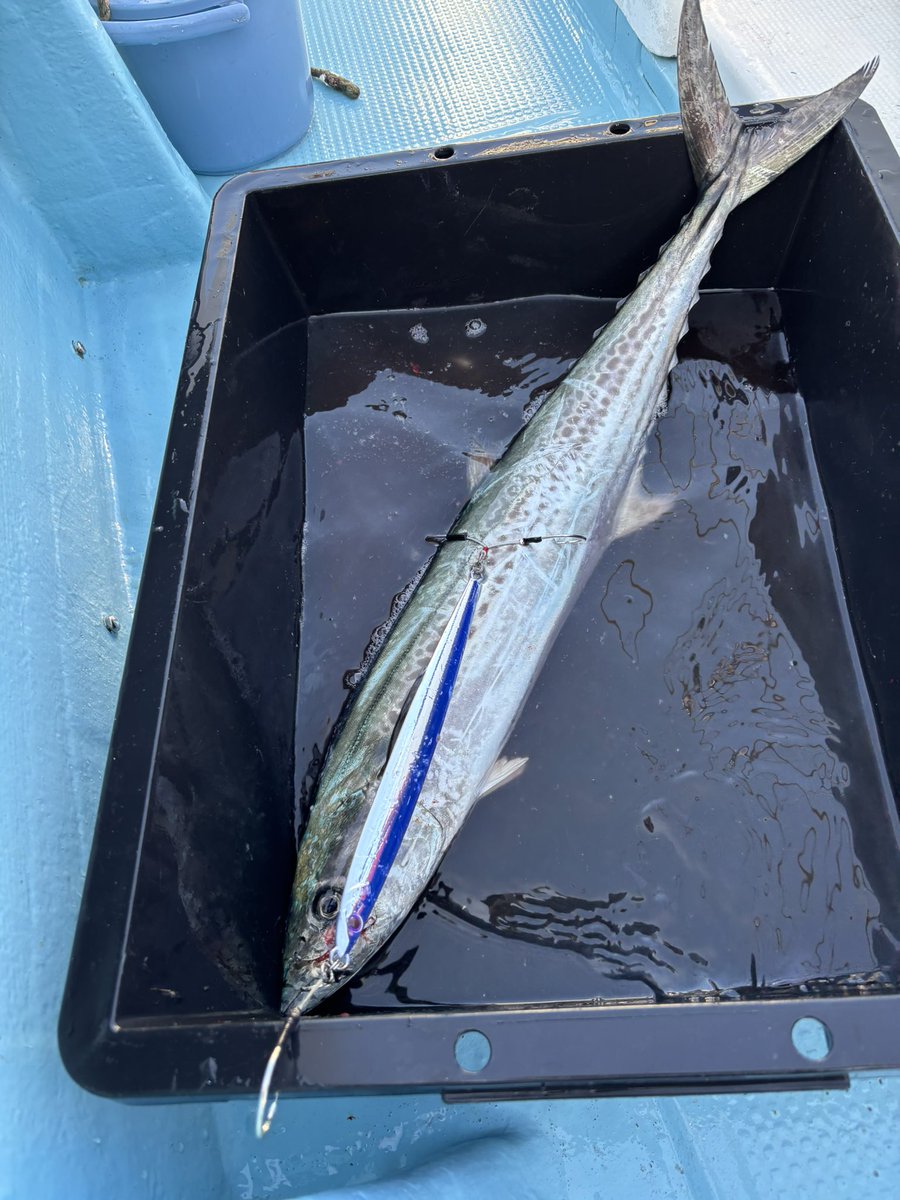 今日は久々に鳴門ジギング〜🎣
シルバーロングでガチンコサワラ狙い。
スリル満点オモロイですね🤣