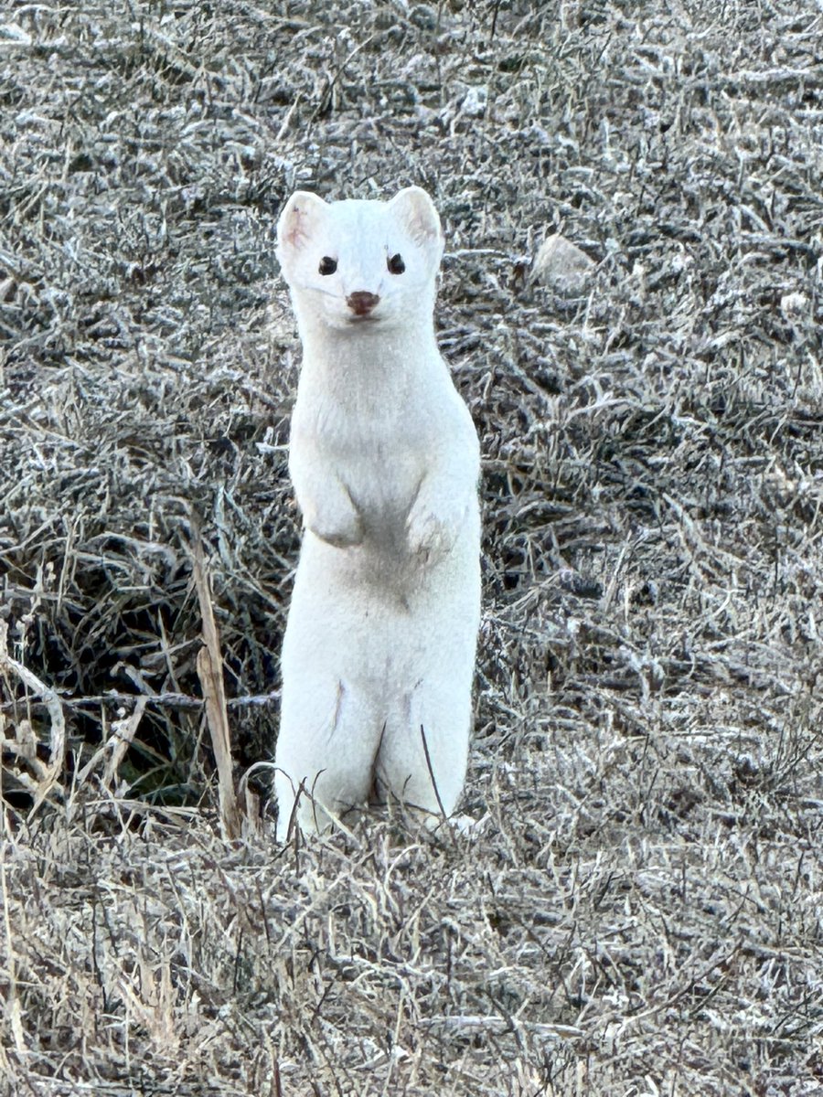 Robert Johnson tweet media