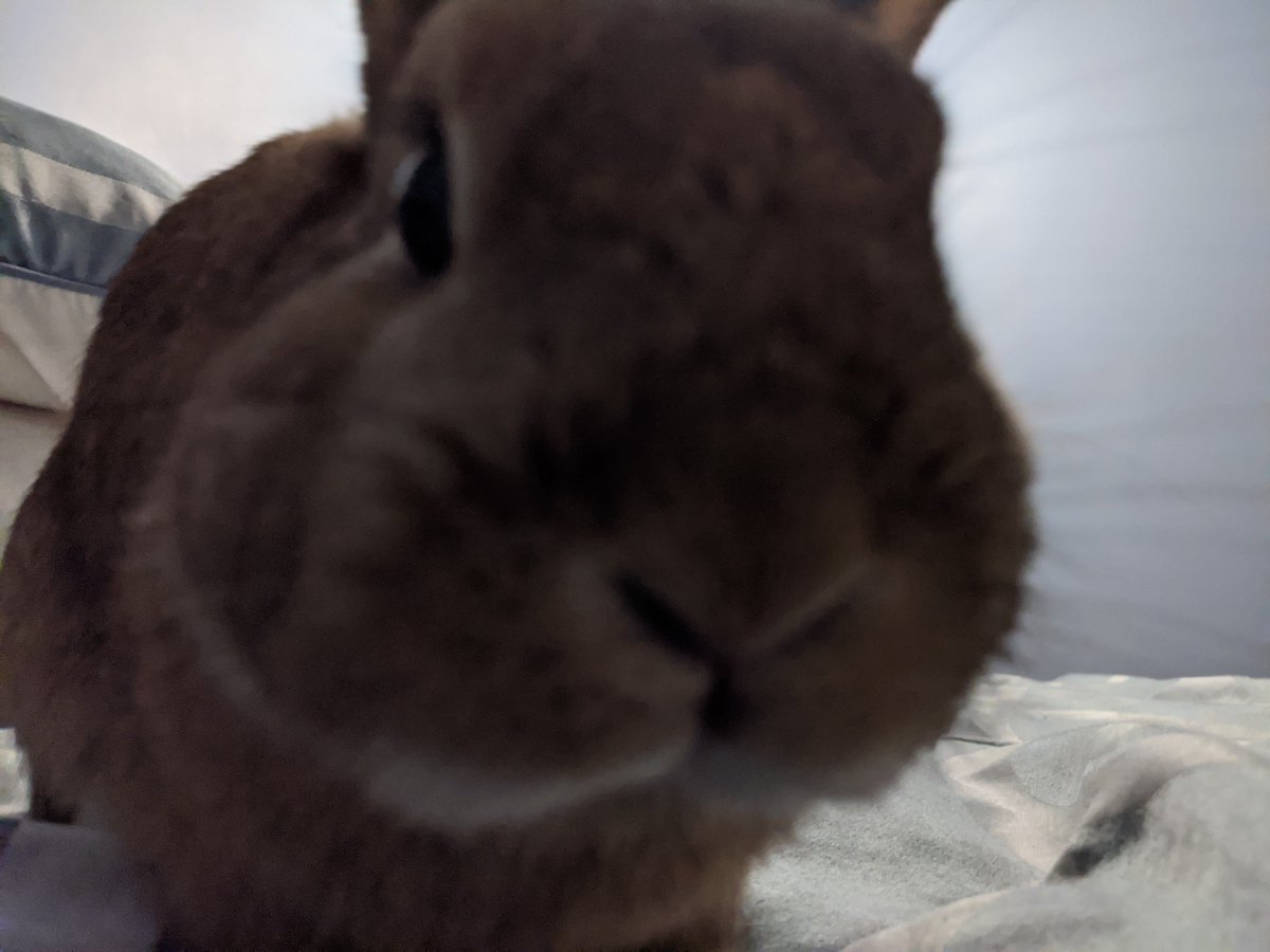 RockyDwarfBunny's tweet image. he..