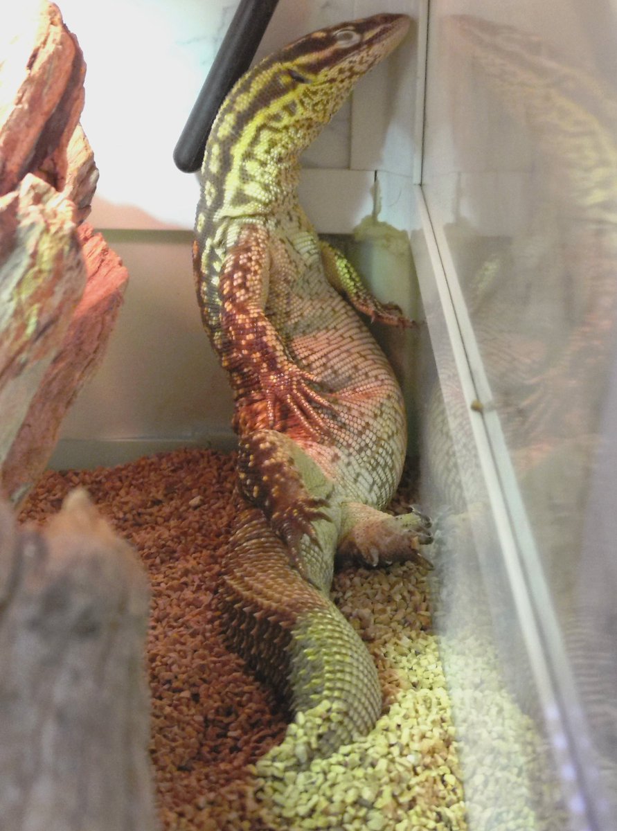 アトラス🦎…なんて格好で寝てるんだ😂
#リッジテールモニター