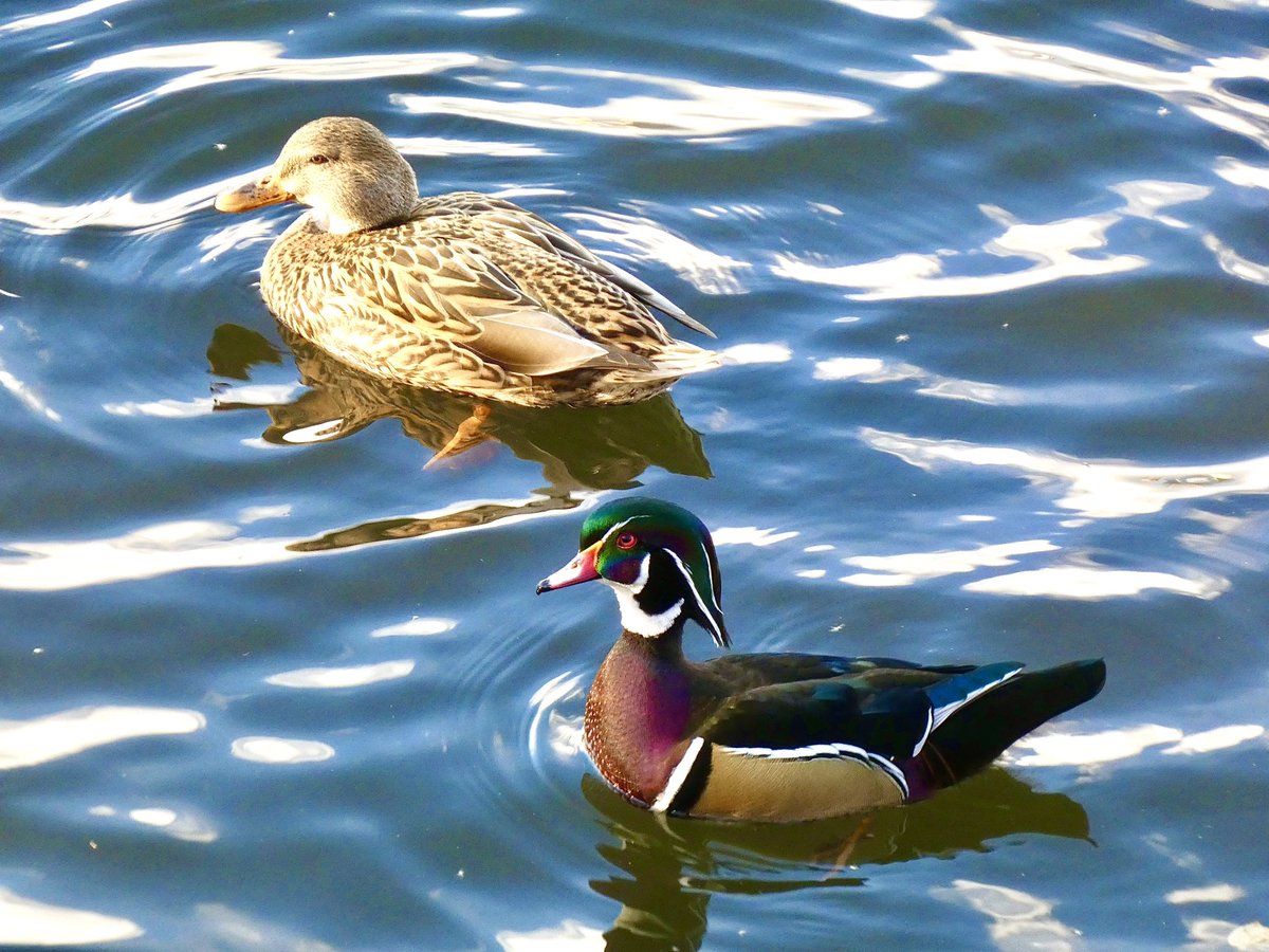 Nice to see the wood duck and his mallard lady friend <a href="/CentralParkNYC/">Central Park</a> Reservoir today

#birdcpp #birdphotography #ducks