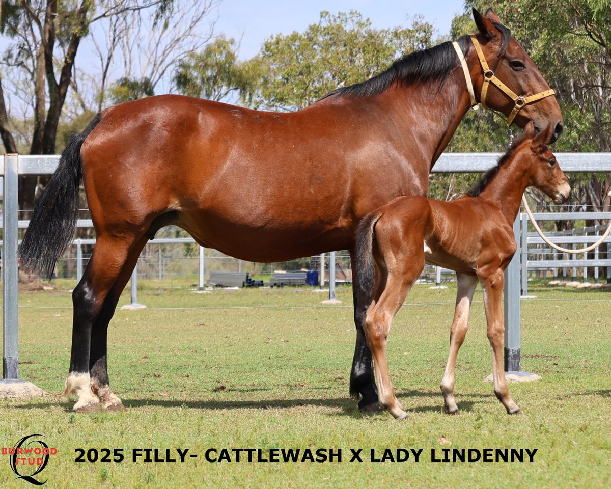 🩷Number 118 and it's a Filly!!
This Leggy Lass is out of LADY LINDENNY by CATTLEWASH for  <a href="/TumbyPark/">Tumby Park</a> 
<a href="/yirribee/">Yirribee Pacing Stud</a>