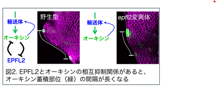Hiroshima_Sci's tweet photo. 【研究成果】植物の形態にひそむ周期性を変調させる仕組みを発見 魅力的な花き類の創出に期待https://t.co/WndLZi9aHj　藤本 仰一 教授は理学部数学科の教育・研究も担当しています。　＃広島大学　＃理学部　＃数学科　＃オーキシン　＃EPFL2 https://t.co/Yy2PIsQXWt