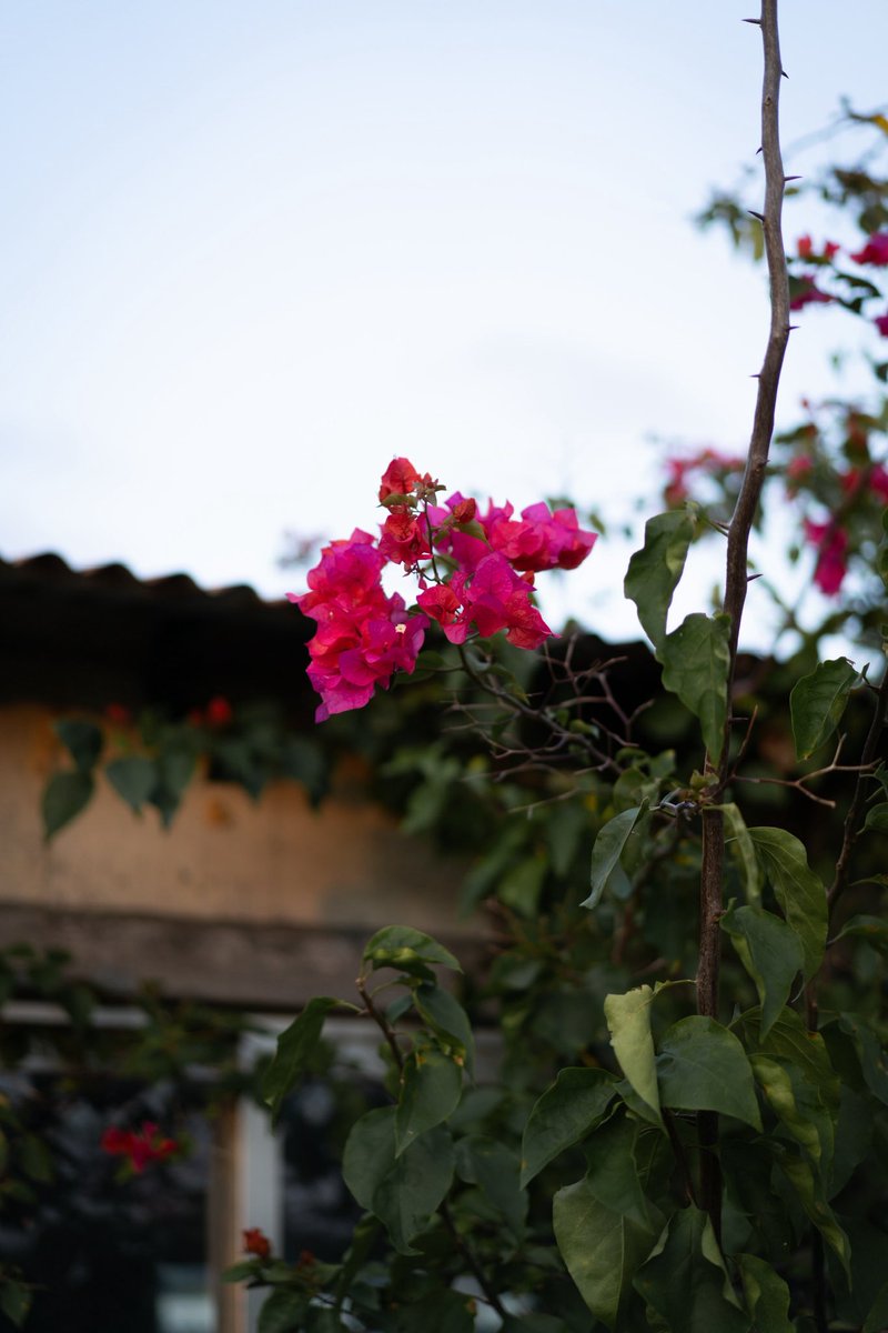 昨年、軽トラ1台で始めた沖縄農園。設備も何もところからのスタートでしたが、沢山の方に支えていただき、少しずつ形に。

今年は選花施設とのご縁にも恵まれ、入口ではブーゲンビレアが鮮やかな色を見せています。沖縄に来てから、花の佇まいが土地によって変わることを実感しています。