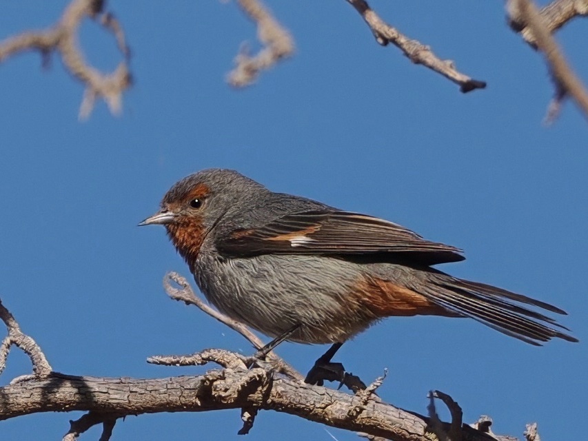 Today was another travel day, driving the 500km from Iquique to San Pedro de Atacama, through the Atacama desert. We manage to get the  highly localised Tamarugo Conebill on the journey which was only described as recently as the 1970's.