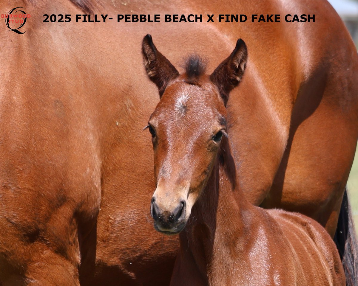 🩷Number 119 and it's a Girl!
This gorgeous filly is by PEBBLE BEACH out of Extraordinary mare FIND FAKE CASH. This is her 14th foal born at Burwood Stud! She is owned by GSM Racing
<a href="/Alabarfarms/">Alabar Farms</a>