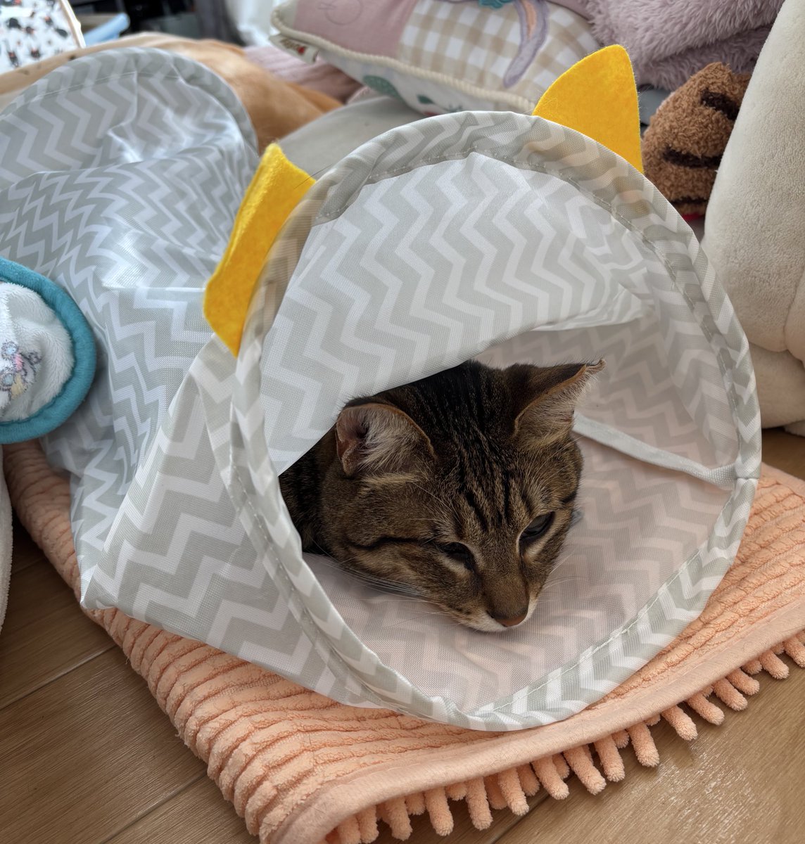 アシメEYEあんず🐾 (@asyme_anzu821) / Posts / X