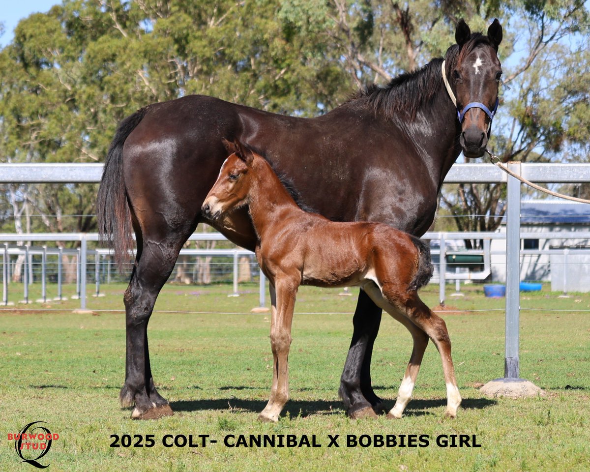 💙Number 120!!🥳 and it's a Colt!!
This Stunning Colt is out of BOBBIES GIRL by CANNIBAL for Noel &amp; Chris Denning

<a href="/CobbittyEquine/">Cobbitty Equine Farm</a>