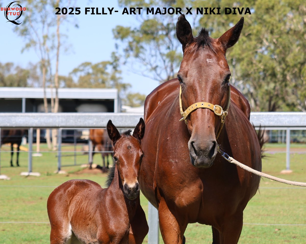🩷Number 121 and it's a Filly!
ART MAJOR sired this eye-catching filly, she is out of NIKI DIVA for Steve Prentice

<a href="/Alabarfarms/">Alabar Farms</a>