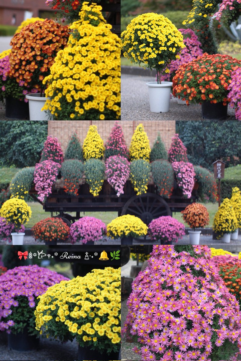 ꕤ…˖*

　おはれいな૮₍ ๑ • ᵜ ก ๑ ₎ა࣪🐱🍁✨

　  🌿🌼 🌸神代花車🌸🌼🌿
　　　​日本の伝統的な菊に
　　西洋的な要素も取り入れた
華やかな装飾仕立てが綺麗でした
📷神代植物公園🌼🌿菊花大会🎄🎀

今週もよろしくお願いします(◍•ᴗ•◍)♡
🌼<a href="/Reina_dream8/">ฺฺ桜井 麗奈*𝚁𝚎𝚒𝚗𝚊*🐱🐾🌸🌹🧸🍮</a>🌸<a href="/Reina_dream_s/">ฺฺ桜井 麗奈*𝚁𝚎𝚒𝚗𝚊*𝟸𝚗𝚍 🐱🐾🌸🩷🤍</a>