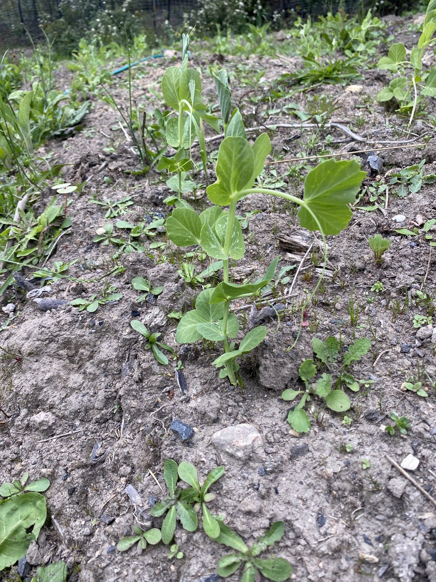 Relying 100% on our own vegetables brings makes gardening more intense. There’s some worry as we wait for the seeds to come up, and then joy when we see them first start to grow, and know that our staple crops are growing and getting ready to feed us.