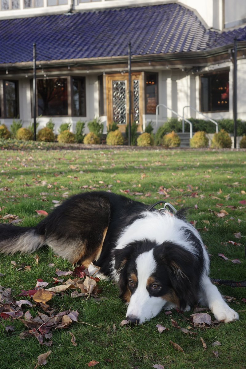 ツナクマ (@kuma_tuna) / Posts / X