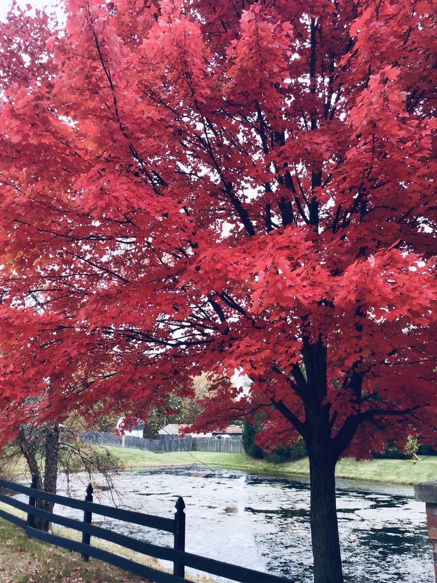 jeanholton's tweet photo. #fall #fallfoliage #fallleaves #falltrees #autumn #autumnfoliage #autumnleaves #autumntrees https://t.co/rjr63TN1RG