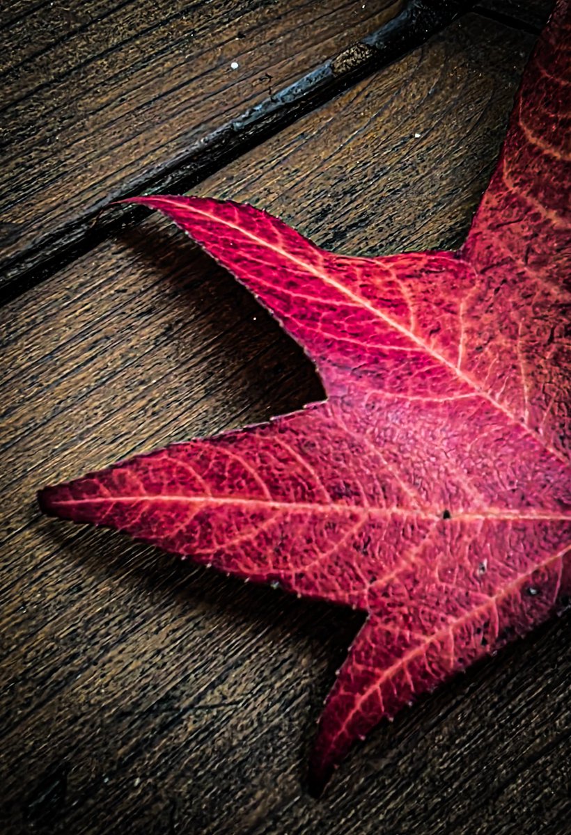 fiferfindsit's tweet photo. Autumn mood.

#photography #nature #autumn #kfiferphotography https://t.co/od4JgARAI0