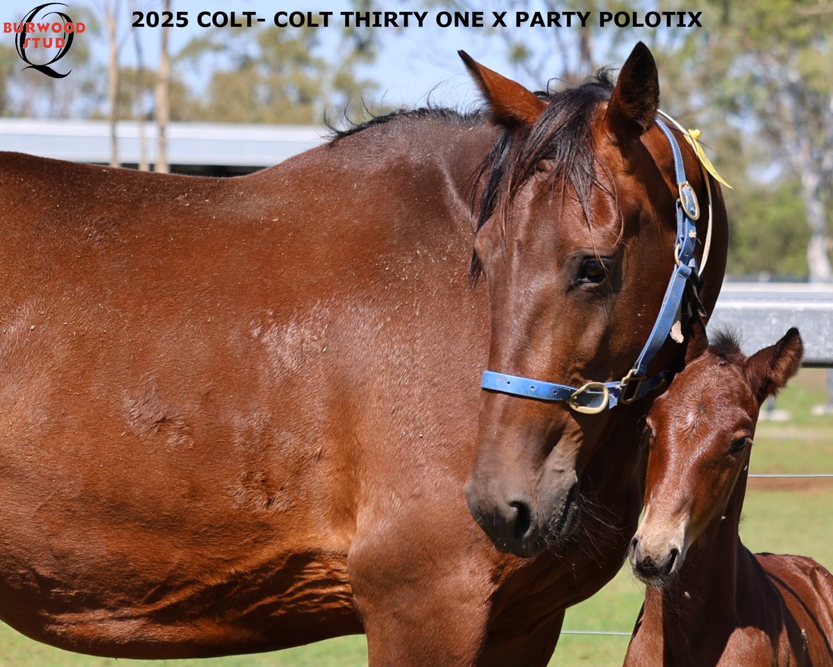 💙Number 122 and it's a Colt!
This Captivating Colt is out of PARTY POLOTIX by COLT THRITY ONE for Laurie &amp; Lin Feehely