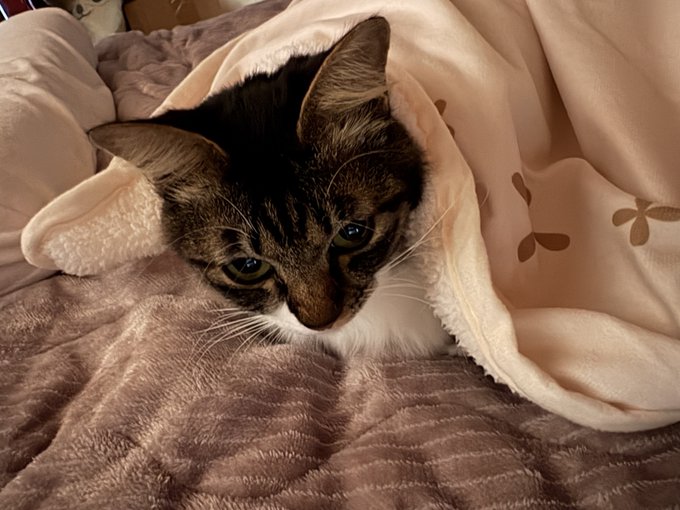 おはクゥちゃん 