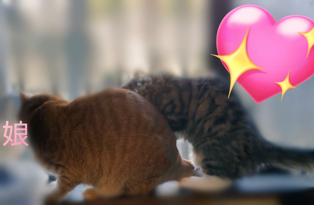 coco_ruby's tweet image. おはようございます😊
夫と息子のお弁当は唐揚げ弁当です✨
たくさん入れてと言われたので大きめを5個ずつ❢
あと、初めて猫2匹が娘のお見送りしてた🐱
もう1匹も並ばないかな笑
今日も宜しくお願いします🎵
#お弁当 #お弁当記録 #猫のいる暮らし