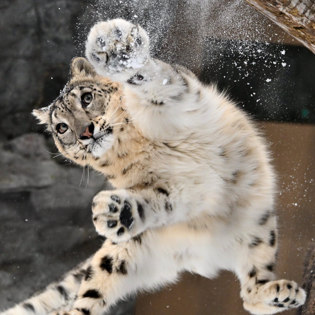 SNOW LEOPARD PANCHI