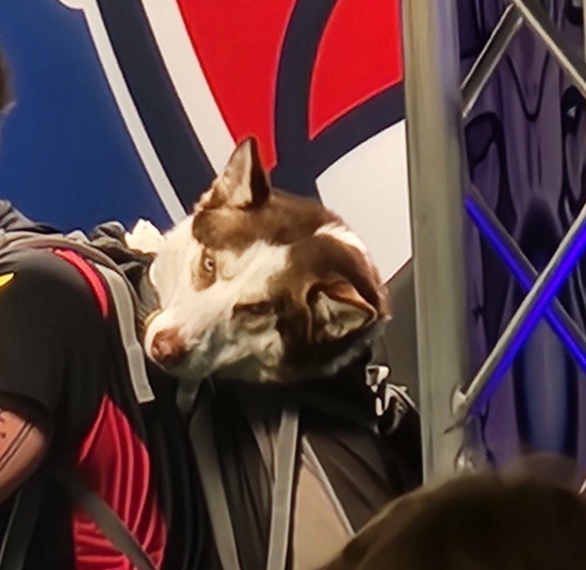 MorseCodeVGC's tweet image. Good boy spotted on the TCG feature match at the @playpokemon #Vegas regional