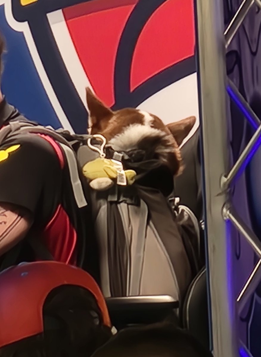 MorseCodeVGC's tweet image. Good boy spotted on the TCG feature match at the @playpokemon #Vegas regional