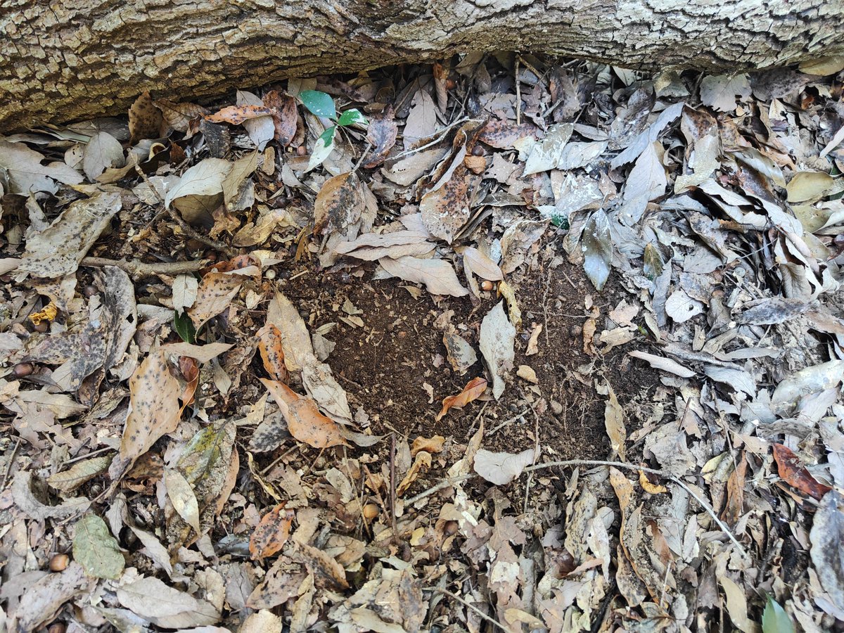 イノシシの痕跡。ヌタ場で存分に泥浴びした後だから跨いだ倒木が泥だらけ。
