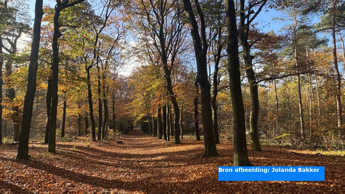 In het huidige jaar steeg de temperatuur in De Bilt in de periode van 17 maart tot en met 14 november op maar liefst 243 dagen achtereenvolgens naar tenminste 10,0 °C. Aan deze recordlange reeks kwam afgelopen zaterdag met 8,8 °C een einde.

Lees meer op meteoalblasserdam.nl