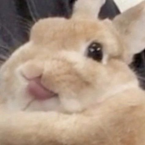 Bunnies's tweet image. 