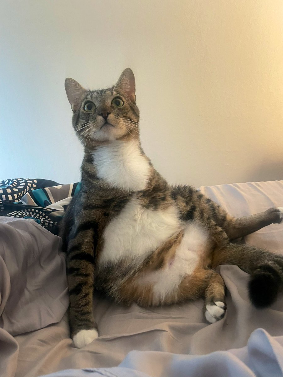 TobyAndTaro's tweet image. Clee sit sumday