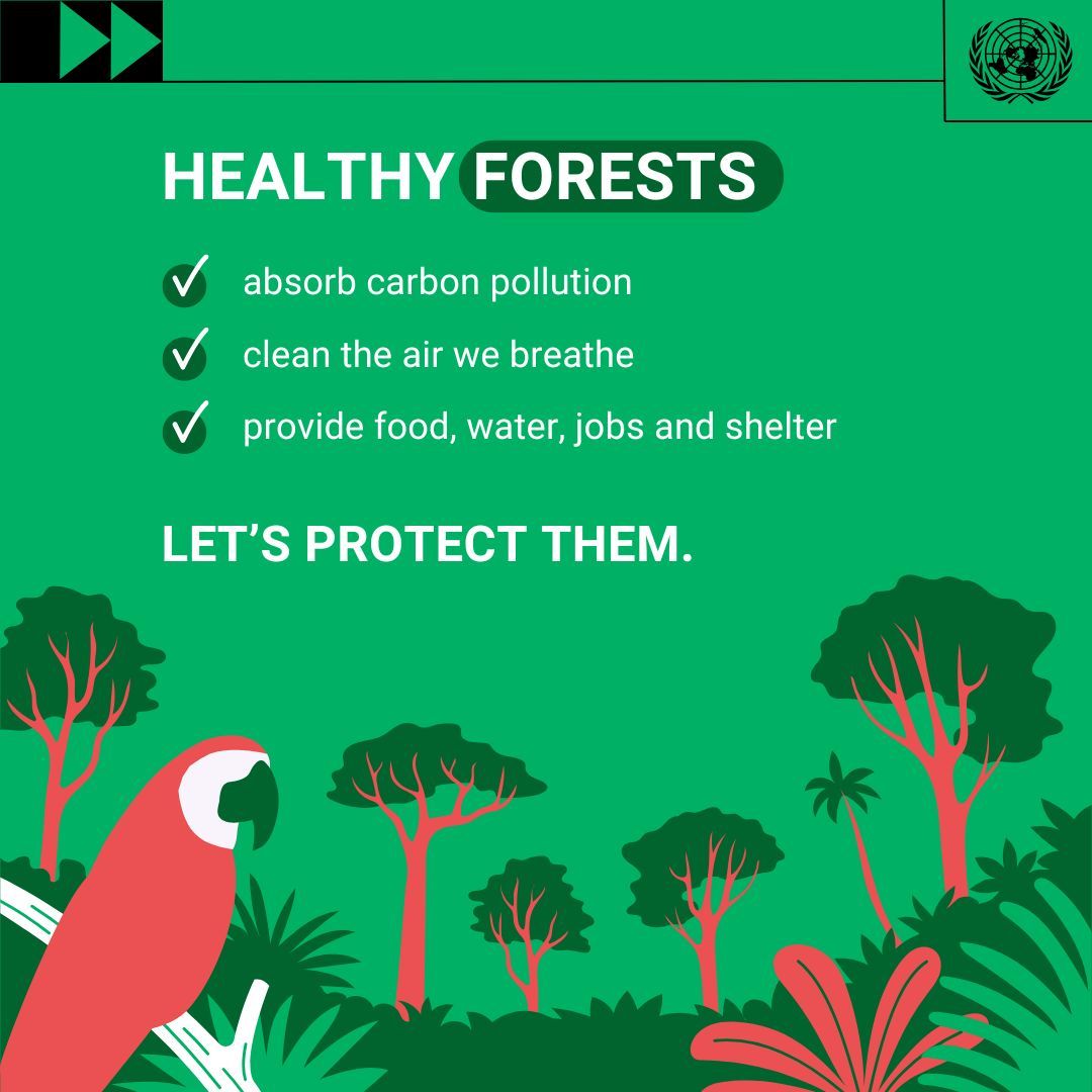 UNGeneva's tweet image. Healthy forests, thriving planet.

Forests are climate allies, absorbing carbon, protecting biodiversity, and sustaining communities.

Let’s protect, restore, and invest in nature-based solutions.

#COP30 #ClimateAction #ActNow
